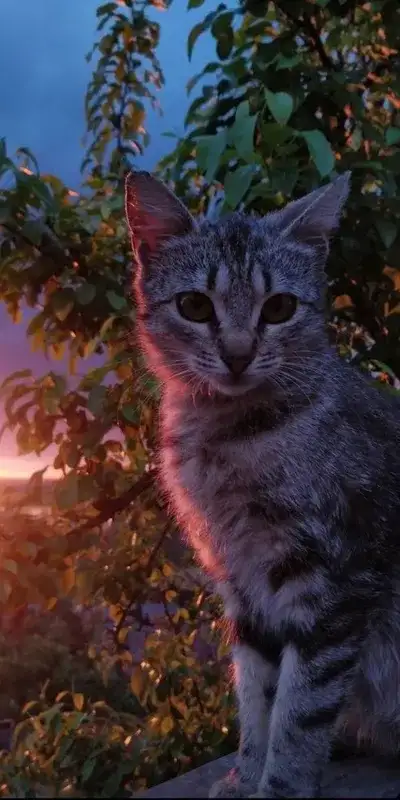 cat