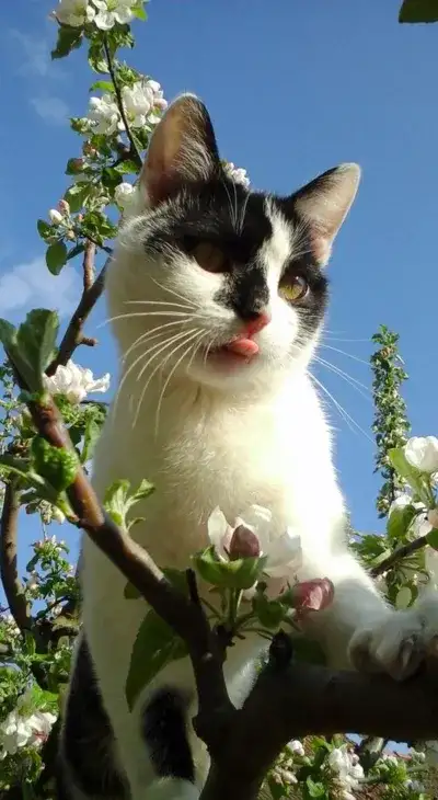 cat