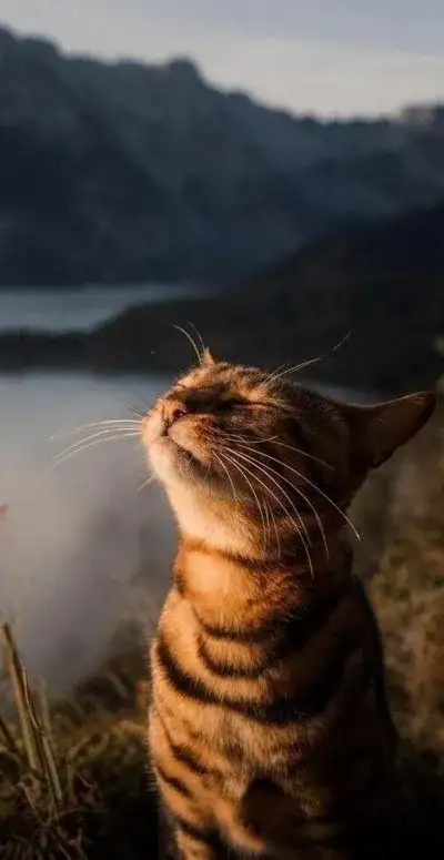 cat