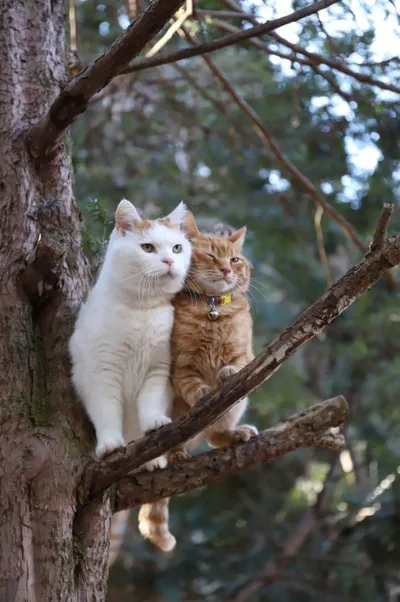 cat