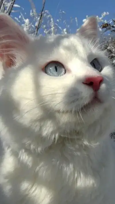 cat