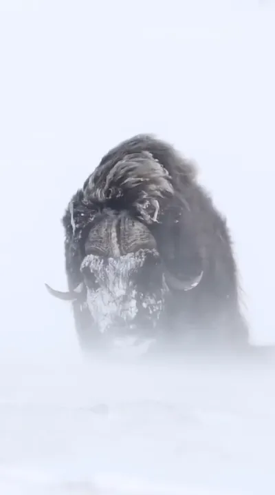 animal