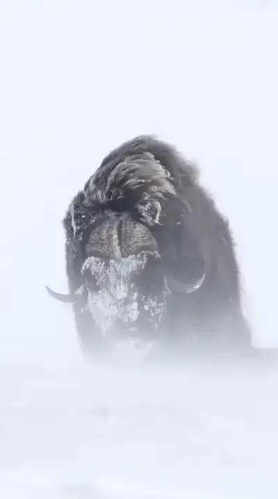 animal
