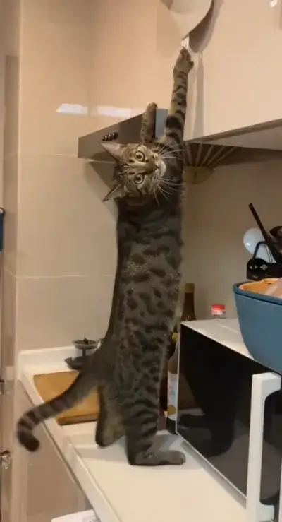 animal