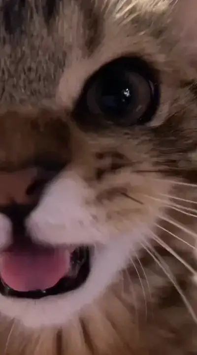 animal