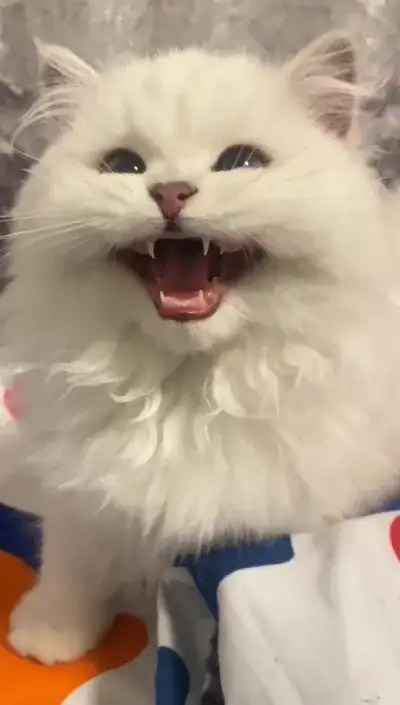 animal