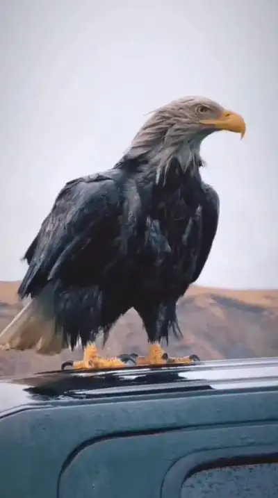animal