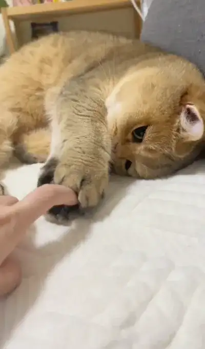 animal