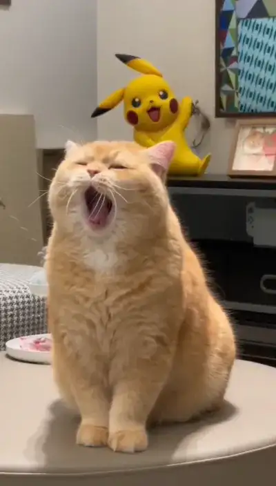 cat