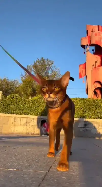 cat