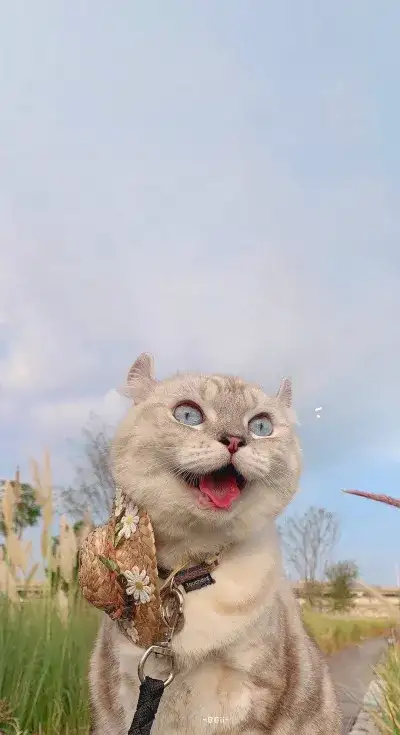 cat