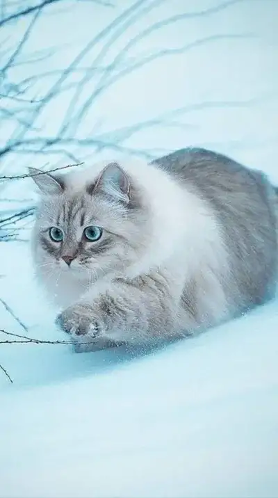 cat