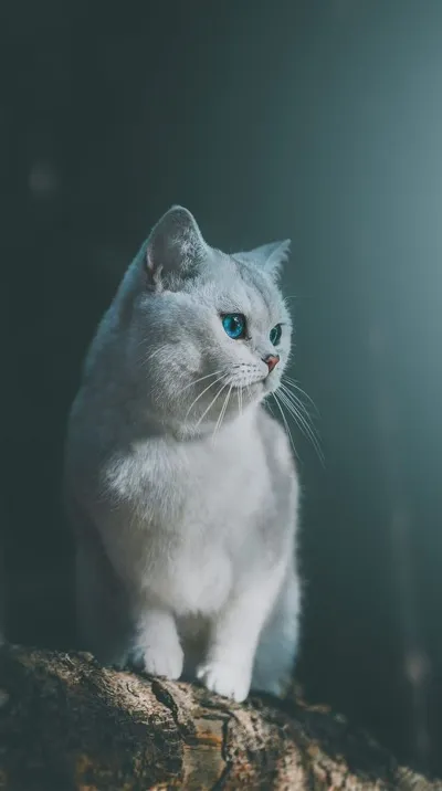 cat