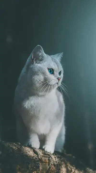 cat