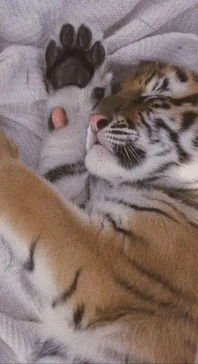 animal