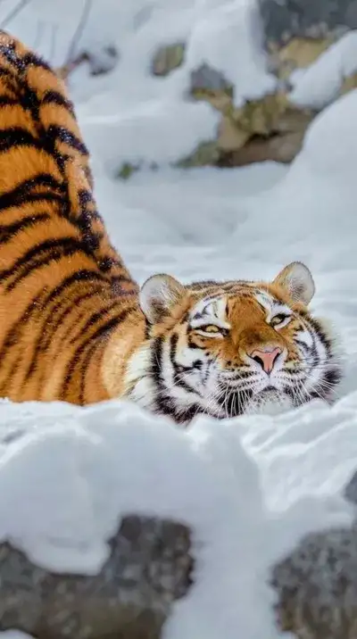 animal