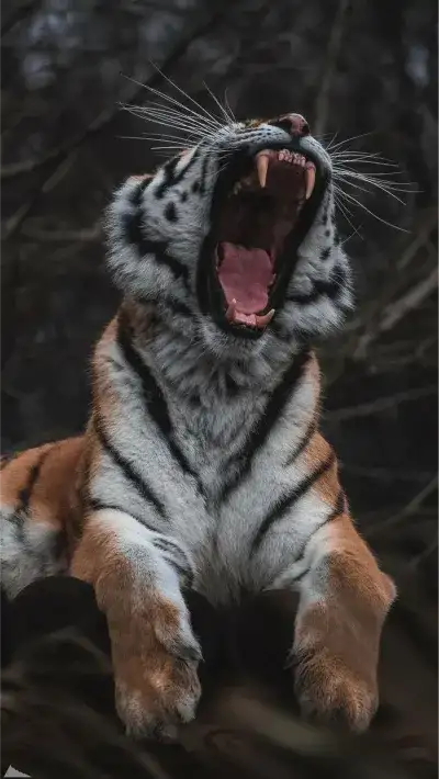 animal