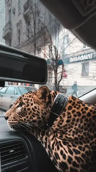 animal