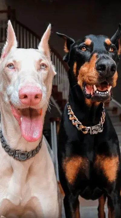 animal