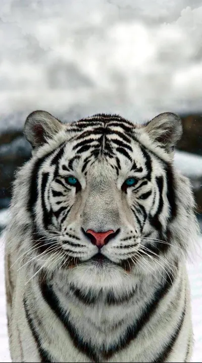 animal