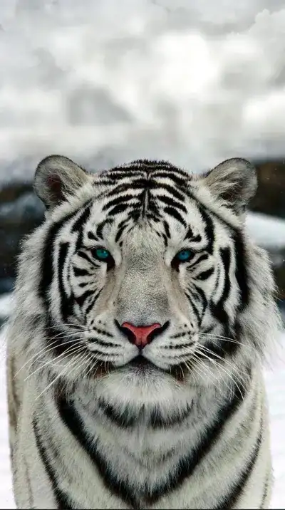 animal