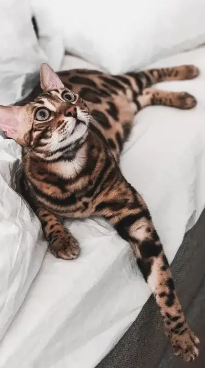 animal