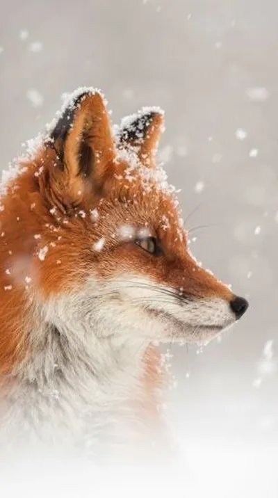 animal