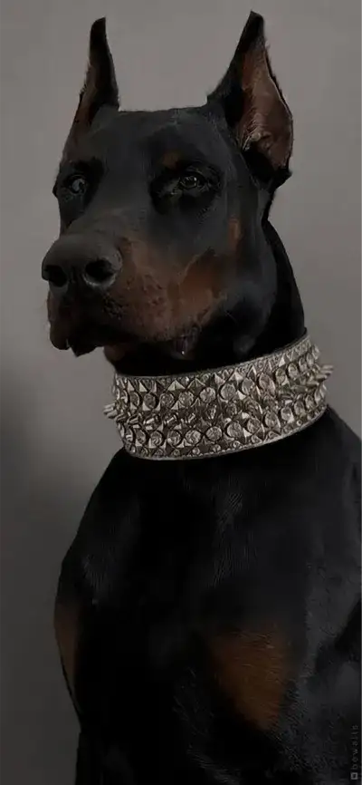 animal