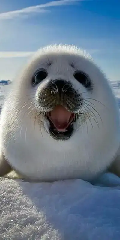 animal