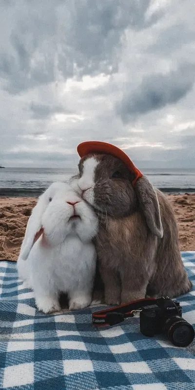 animal