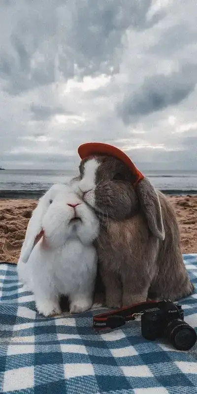 animal