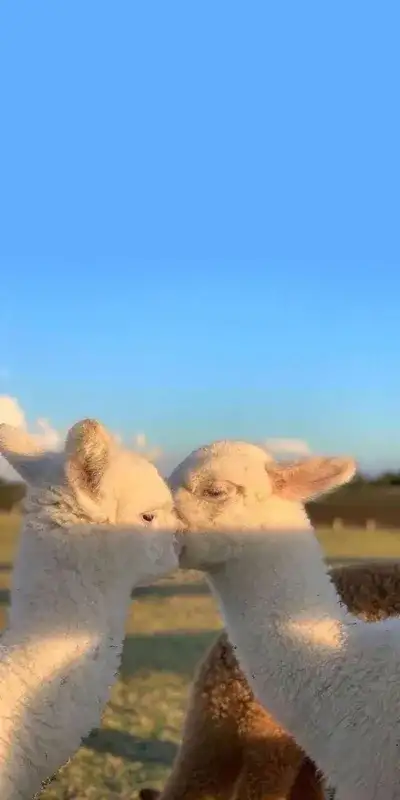 animal
