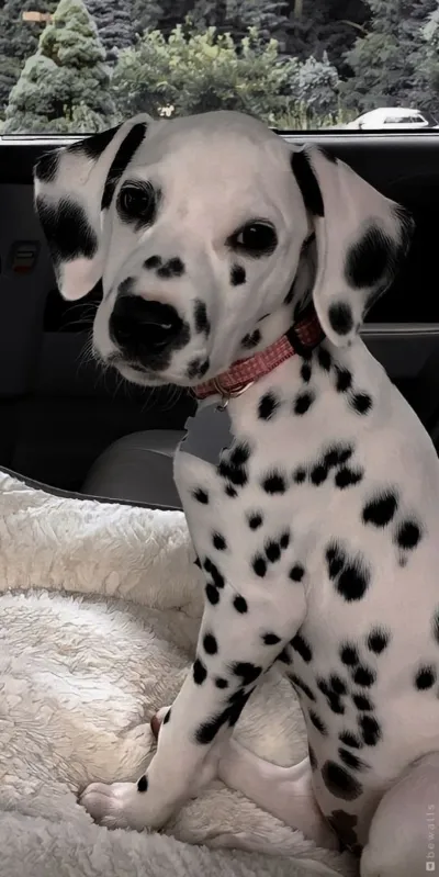 animal