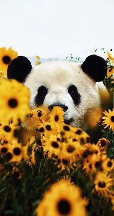 animal