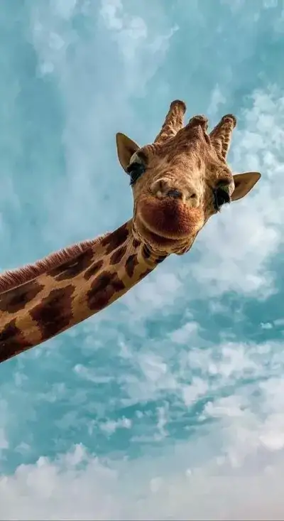 animal