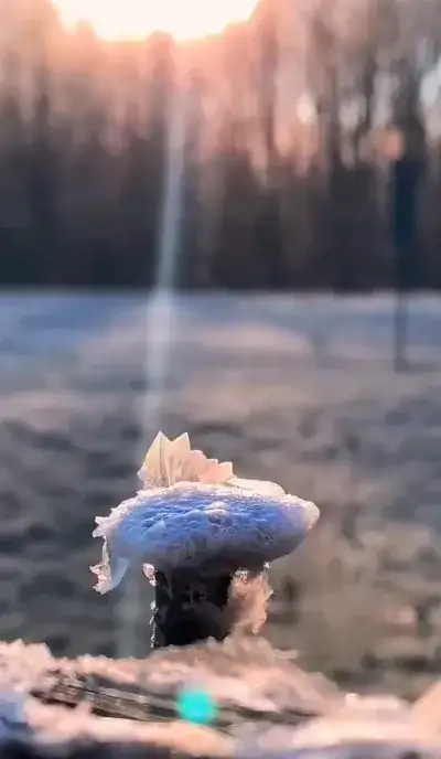 nature