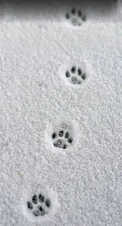 winter