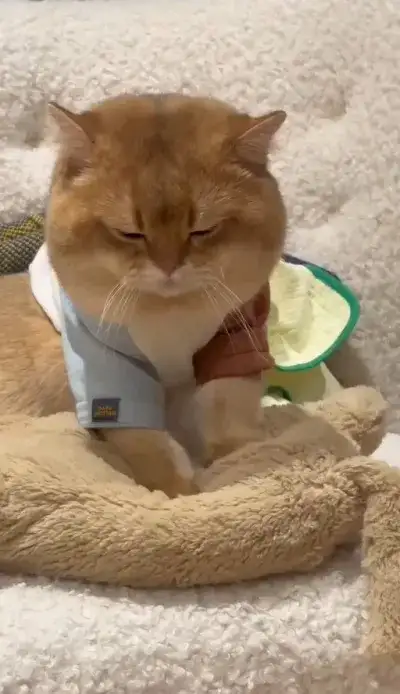 cat