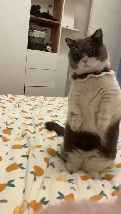cat