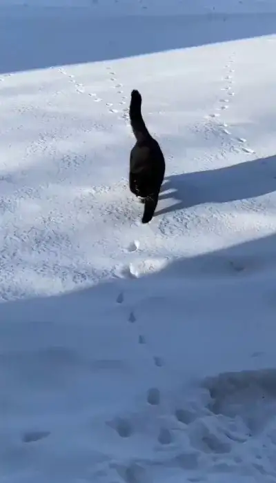 cat