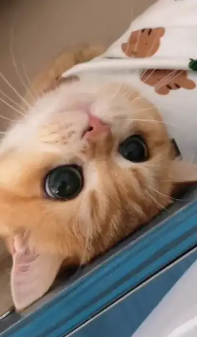 animal
