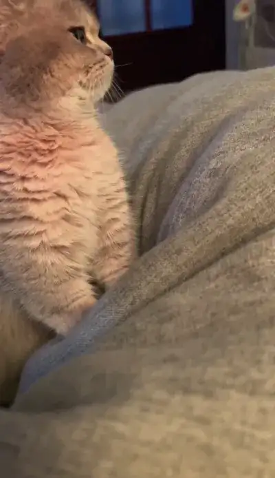 animal