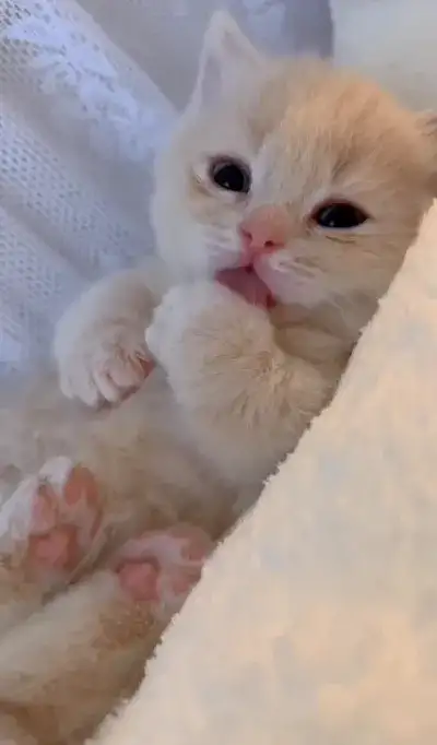 animal