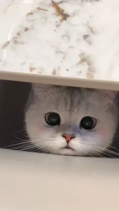 animal