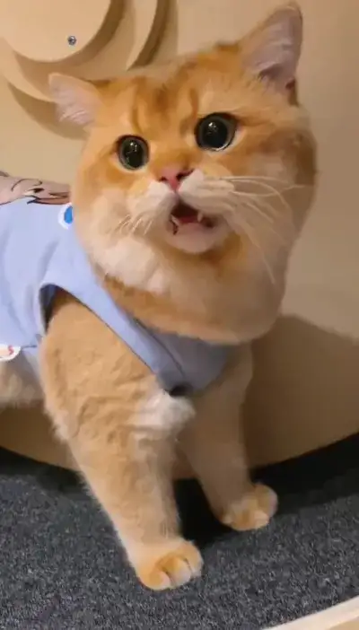 animal
