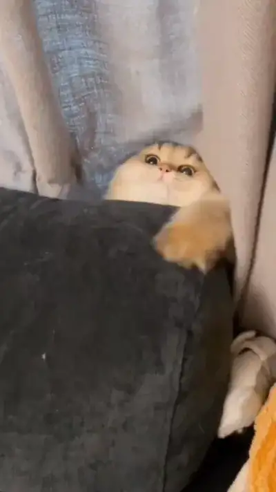 animal