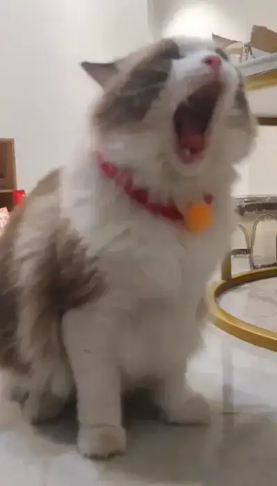 animal