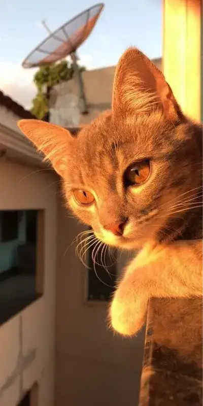 cat