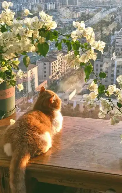 cat