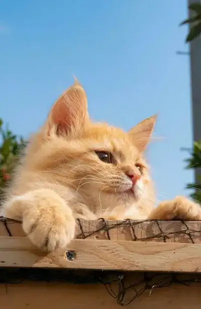 cat